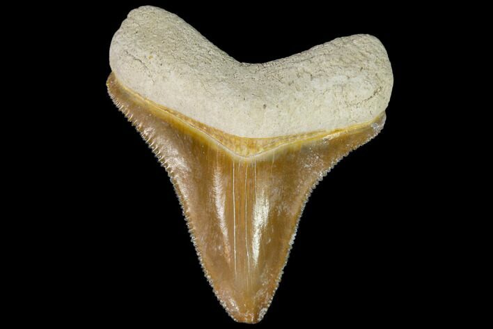 Serrated, Fossil Megalodon Tooth - Florida #110429
